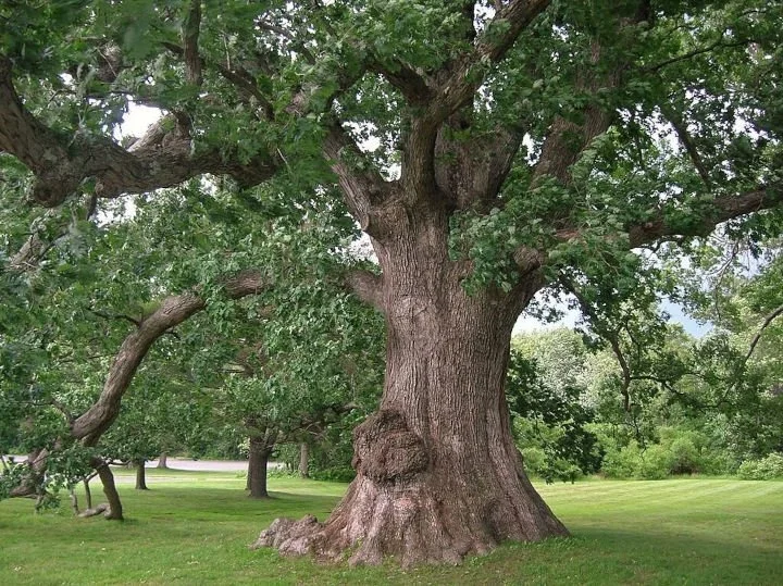 Oak+tree