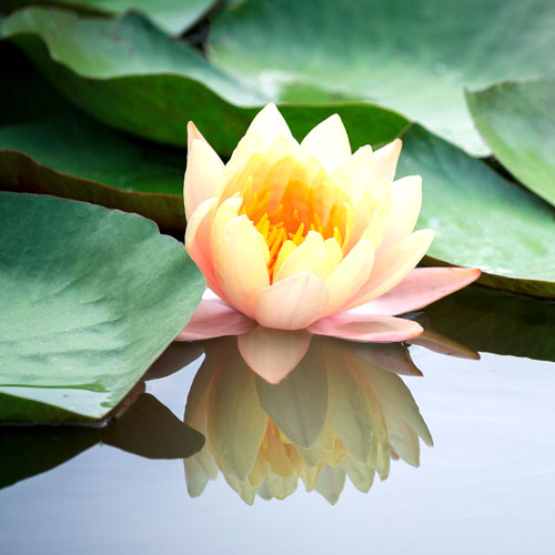 Self-Guided Silent Retreat